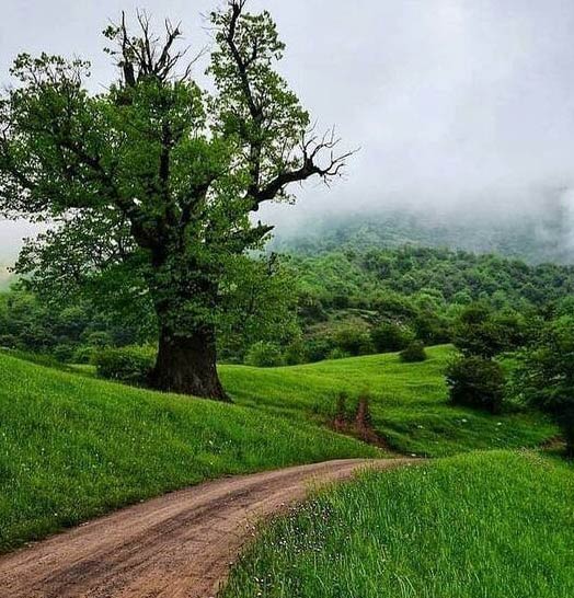 دیجی سونامی ریمیکس ای دلبروم قدت بلنده